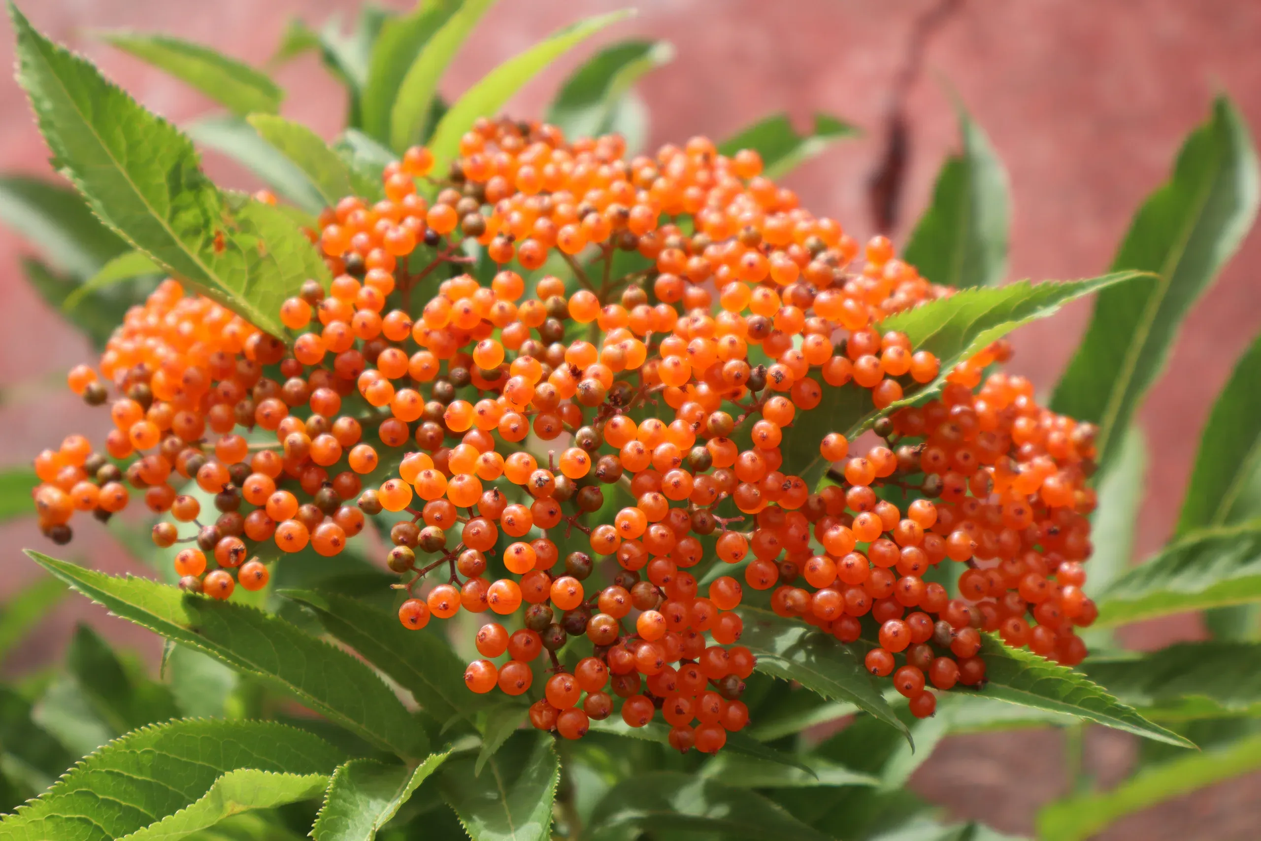 绿叶间成簇生长的橙红色果实